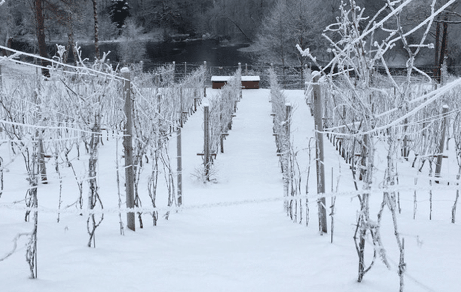 Vinter på vingården